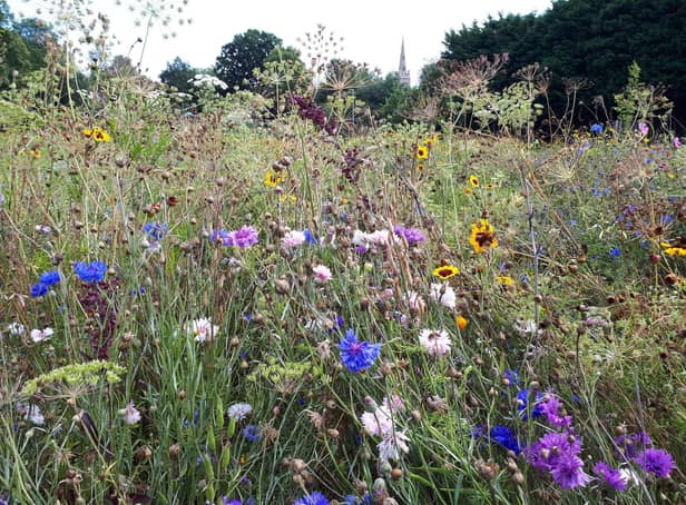 Kettering - wildflowers in Meadow Road earlier this year as the spire of St Peter and St Paul Church peeps out