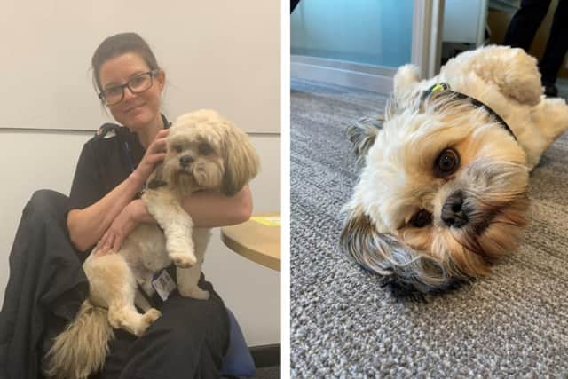 Northamptonshire Police's new 'wellbeing and trauma dog', Buster, with his owner Superintendent Emily Vernon.