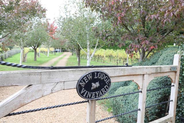 The Vineyard will open on Saturday