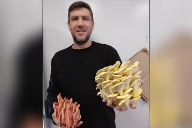 Dom with yellow and pink oyster mushrooms