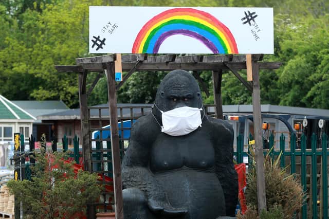 An ornamental gorilla wears a facemask at Woodmeadow Garden Centre on the A43 in April last year. Image: David Rogers / Getty