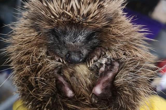 One of the hedgehogs being looked after by Animals In Need