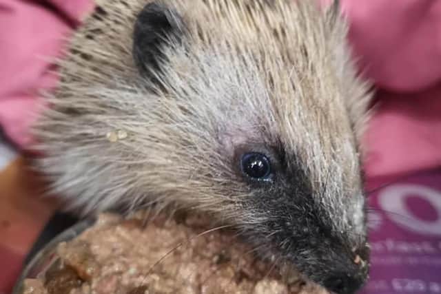 The charity is looking after 170 hedgehogs