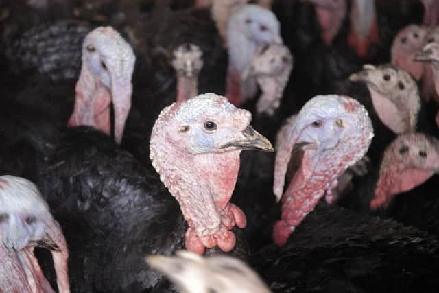 Turkeys and other poultry and birds need to be housed from Monday