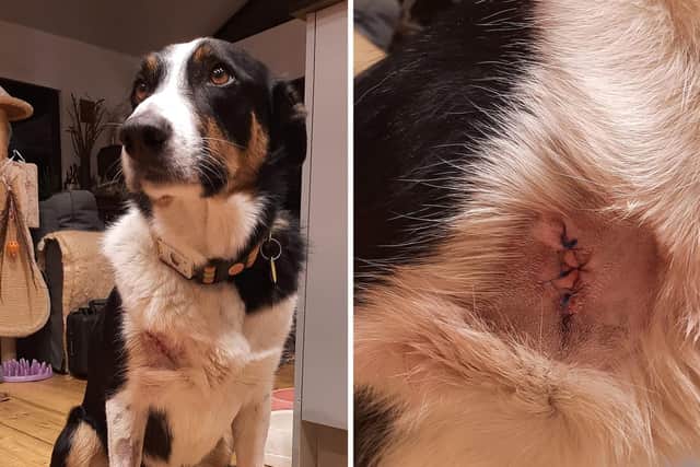 Search Dog Ted is recovering after emergency surgery on his injury
