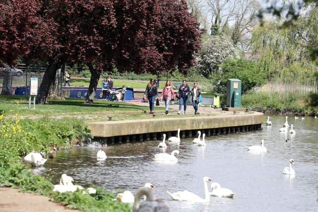 Mute swans are a common sight on the River Nene