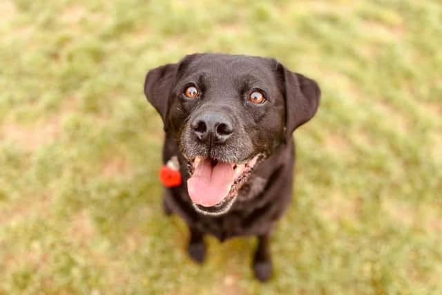 Therapy and emotional support dog, Bella, nine, wins Northamptonshire Dog of the Year 2021.