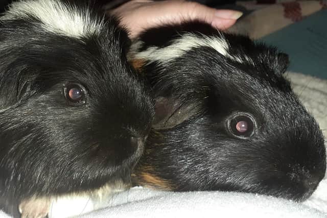 Madame Cholet and Alderney the guinea pigs are recovering at NANNA in Irthlingborough