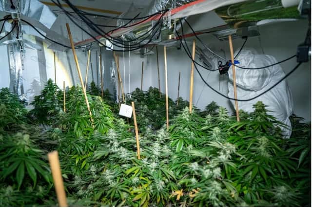 The cannabis factory was located inside the Osprey Lane address where 139 plants  were discovered