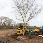 The centrepiece acer is planted in the new Town Park at Stanton Cross