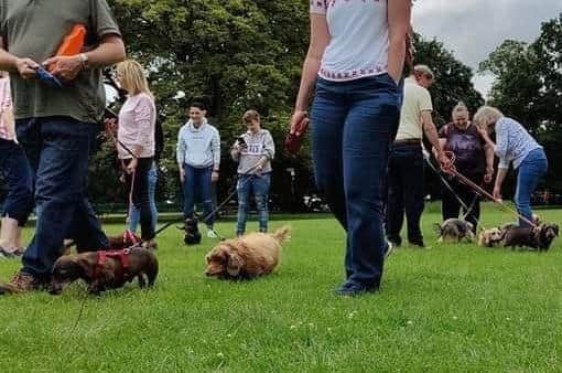 The monthly Northamptonshire Dachshund walk.