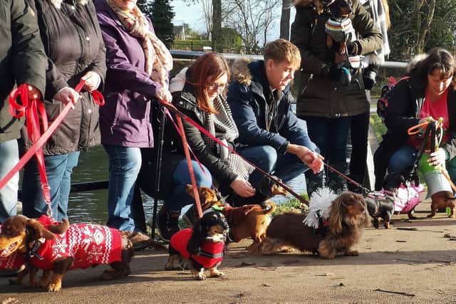 The monthly Northamptonshire Dachshund walk.
