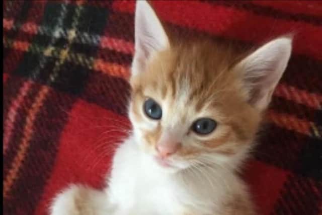Angus when he was a kitten, a gift to Sophie for passing all her GSCEs