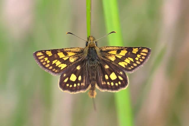 A Chequered Skipper Photograph courtesy of David James