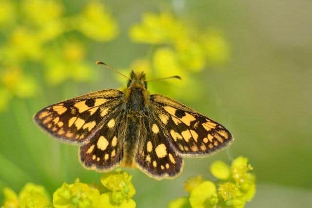 The Chequered Skipper