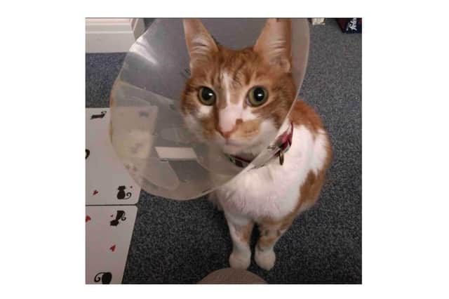 A family’s beloved pet cat has had to have life-saving surgery after he suffered “horrific” injuries in a “brutal” attack in Desborough.