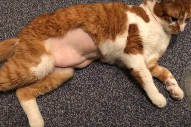 A family’s beloved pet cat has had to have life-saving surgery after he suffered “horrific” injuries in a “brutal” attack in Desborough.