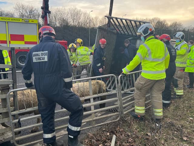 Fire crews and farmers rounding up loose sheep on the A45