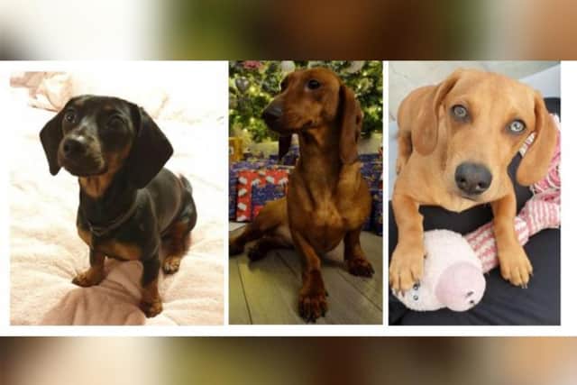 The stolen dogs.