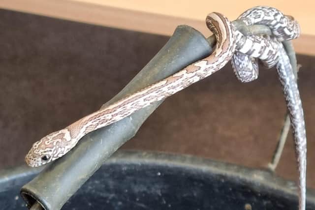 The snake has been identified as a baby corn snake