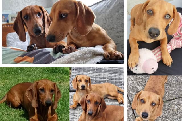 Bonnie is a standard darker red and she has larger ears.
Rosa is the miniature light-red dapple with the white fleck in her left eye and darker spots on her back. Rosa has turned out front feet.