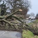 A fallen tree blocking the road near Desborough is just one of the problems being caused by Storm Eunice