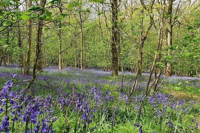 Badby Wood.