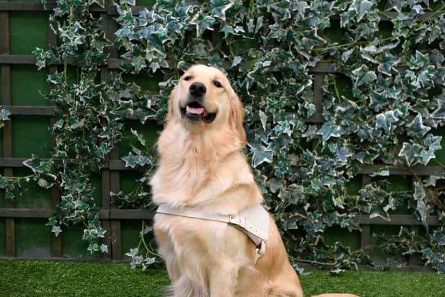 Guide dog Clyde
