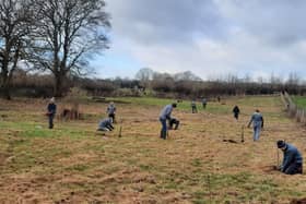 Volunteers plant trees in Paradise Spinney - the paddock that used to house ponies and alpacas