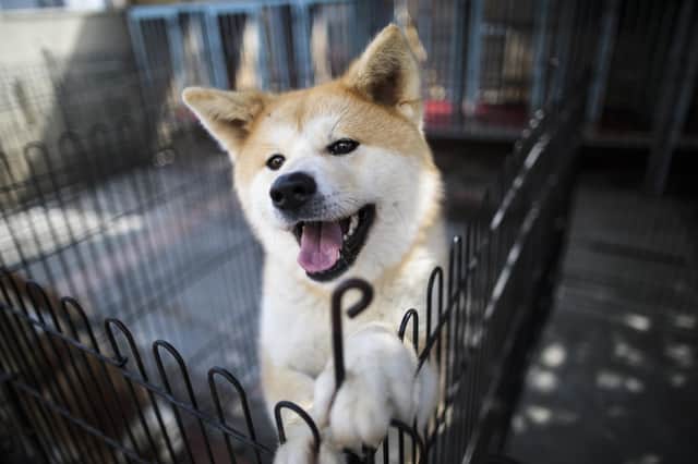 Akitas are loving dogs and are renowned for their fluffy coats - but they can also be a danger when in the hands of the wrong owners. File image: Getty