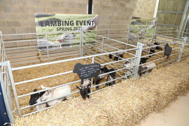 The Chester House Estate lambing experience runs from March 12 to May 1