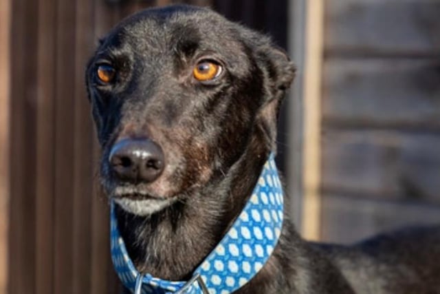 Annie said: "Hero is a five year old, handsome, retired Irish greyhound.
He is a confident boy and super giddy. He requires a secure garden to sunbathe in and a comfortable sofa to snooze on. He is fine with other dogs but not smaller animals."