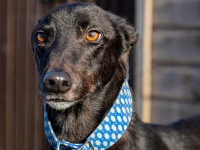 Annie said: "Hero is a five year old, handsome, retired Irish greyhound.
He is a confident boy and super giddy. He requires a secure garden to sunbathe in and a comfortable sofa to snooze on. He is fine with other dogs but not smaller animals."