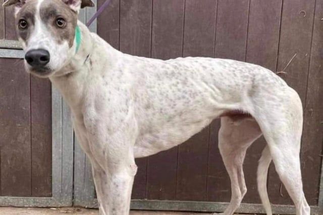 Annie said: "Apollo is a two year old retired racing greyhound from Ireland. He’s a handsome, super affectionate chap who walks lovely on the lead but does have a high prey drive."