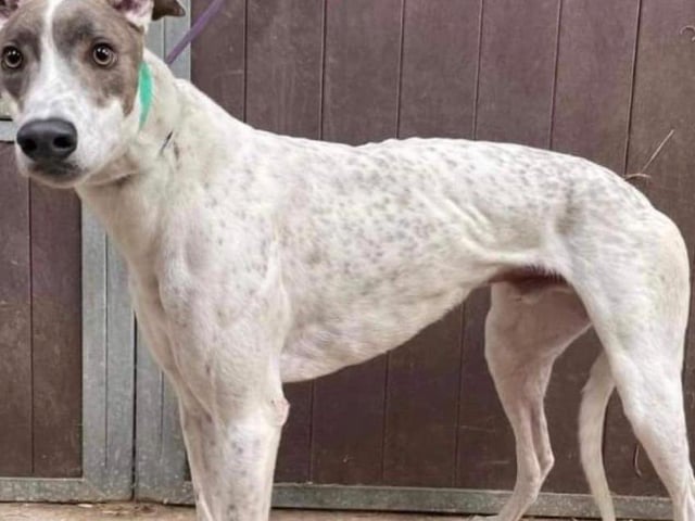 Annie said: "Apollo is a two year old retired racing greyhound from Ireland. He’s a handsome, super affectionate chap who walks lovely on the lead but does have a high prey drive."