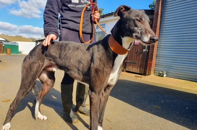 Annie said: "Zack is a huge, incredible, gentle, handsome and retired greyhound. He would love a quiet home with a comfortable bed to nap on and a secure garden for zoomies. Fine with other dogs not small animals."