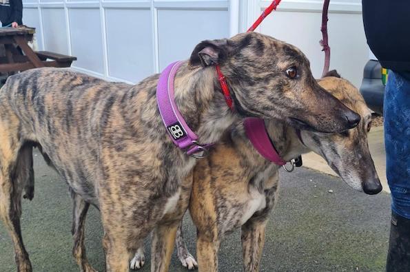 Annie said: "Jack and Jill are three year old kennel mates who could be rehomed together. Both retired Irish racing greyhounds, good with other dogs but not small furries. Jill is a confident bouncy girl and Jack is a little reserved."