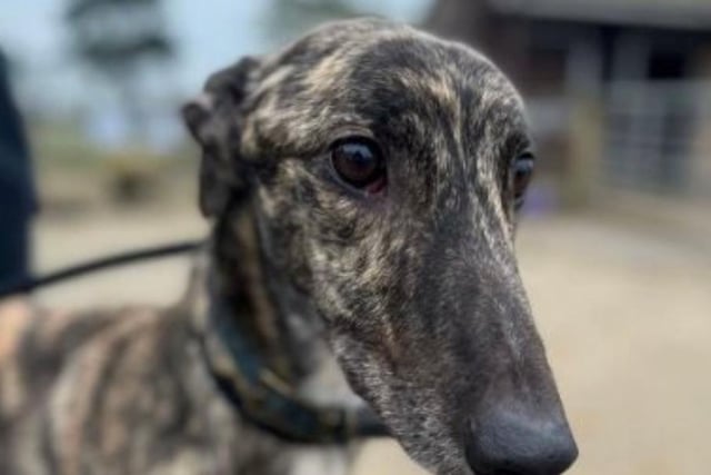 Annie said: "George is a very cuddly, handsome and retired Irish racing greyhound. He cannot live with small furries but is fine with other dogs."