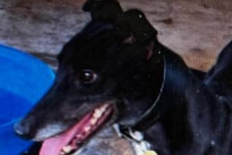 Annie said: "Bobby is such a kind sweet natured soul, a three year old retired racer great with other dogs a typical giddy silly young sight hound."