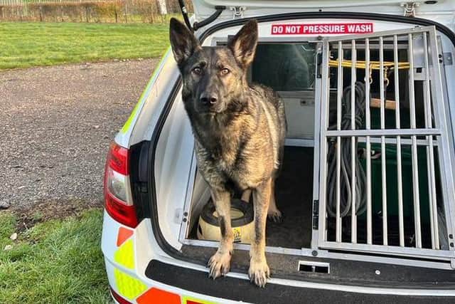 PD Ebby tracked down a suspect to tried to swim away following a break-in in Earls Barton last night. Photo @northantsdogs