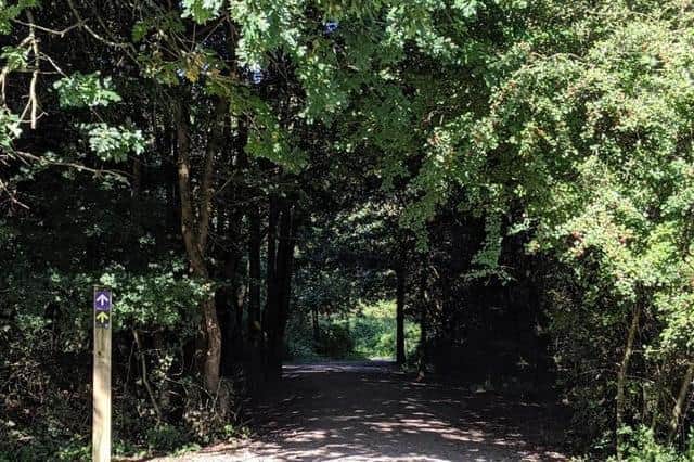 Fineshade Wood