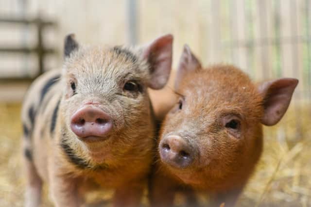 Wicky’s Farmyard offers the chance to interact with giant rabbits, pigs, goats, barn owls, ferrets, chickens, ducks and guinea pigs