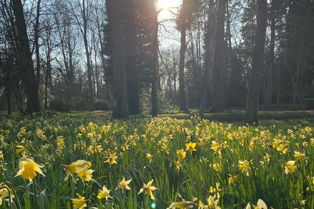 ...Also head to Evenley Wood Garden at 6:30am on April 23! Early spring is an excellent time to experience the world’s oldest wake-up call - the dawn chorus - and the beauty of bird song. This event offers listeners a truly memorable experience as the dawn chorus builds from the first cheep to a crescendo of birdsong. Followed by breakfast in the Pavilion. Booking required, £22.50 adult / child.