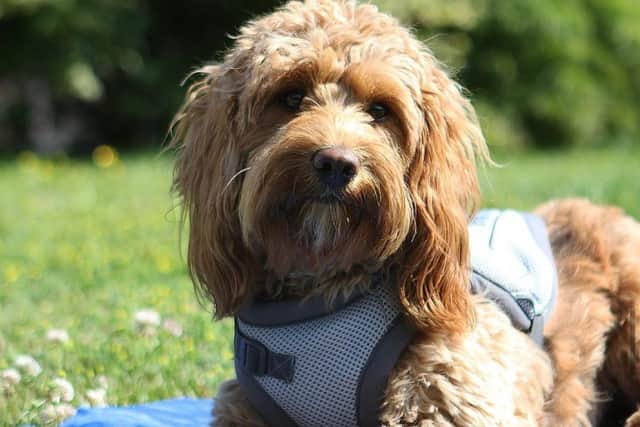 It's important to keep your dog safe in the sun