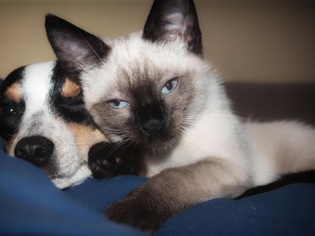 Who said cats and dogs can't get along....