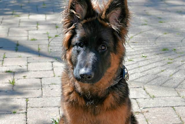 Bear