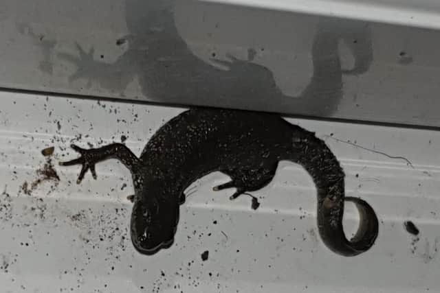 A Great Crested Newt