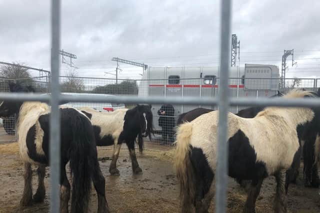 Some of the horses rescued from Wellingborough last February (2020)