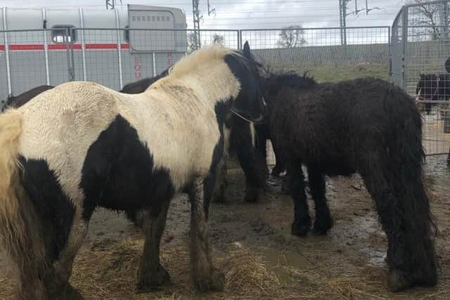 Some of the horses rescued from Wellingborough last February (2020)