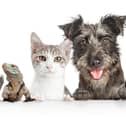 Enter our Top Pet competition